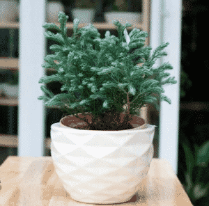 Loi ich trong cay xanh trong nha 7 Lợi ích trồng cây xanh trong nhà 7